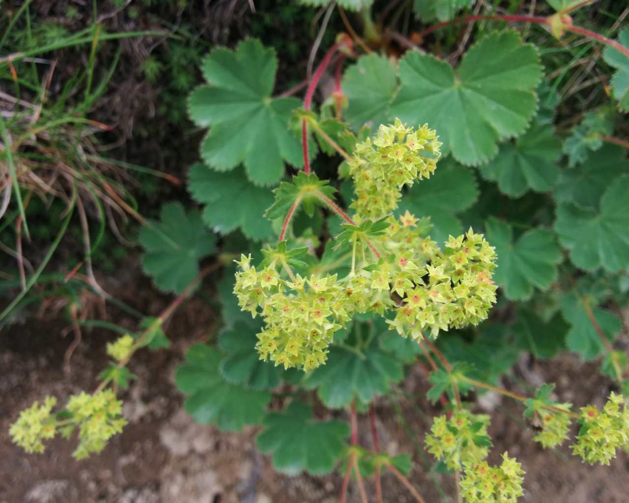 Alchemilla sp.